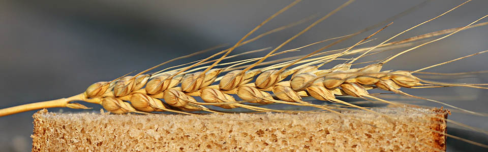 wheat intolerance